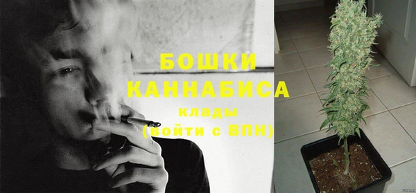 сатива Новодвинск